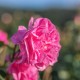 Trandafir de Damasc Organic